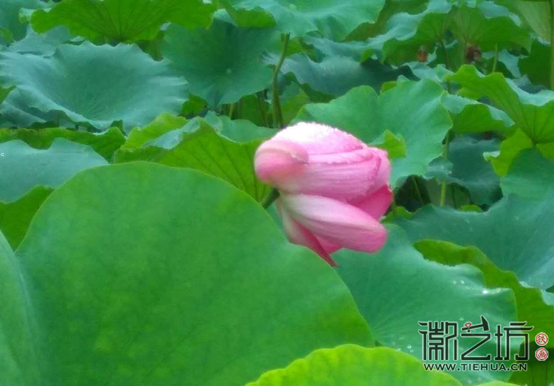 2017.6.29安徽歙縣呈坎游學(xué)寫生5 2017.6.29安徽歙縣呈坎游學(xué)寫生5
